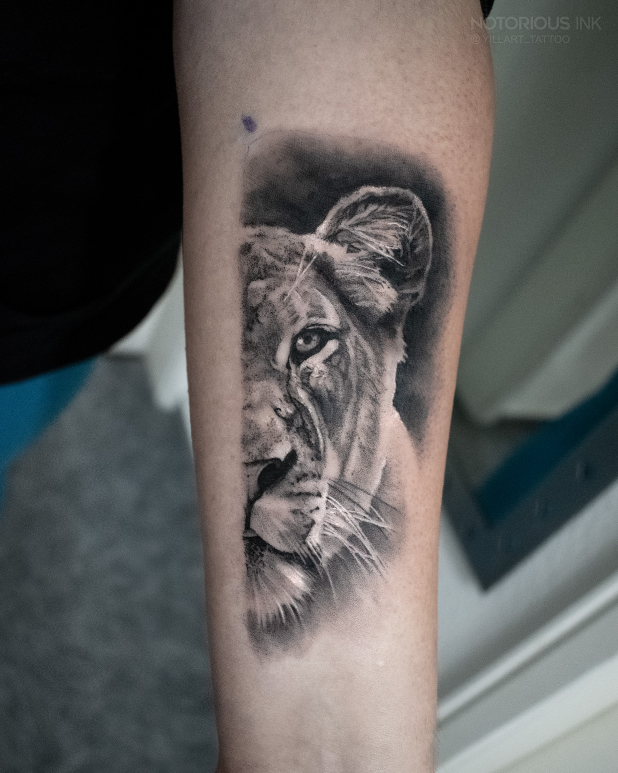 Löwen Portrait auf dem Unterarm Tattoo