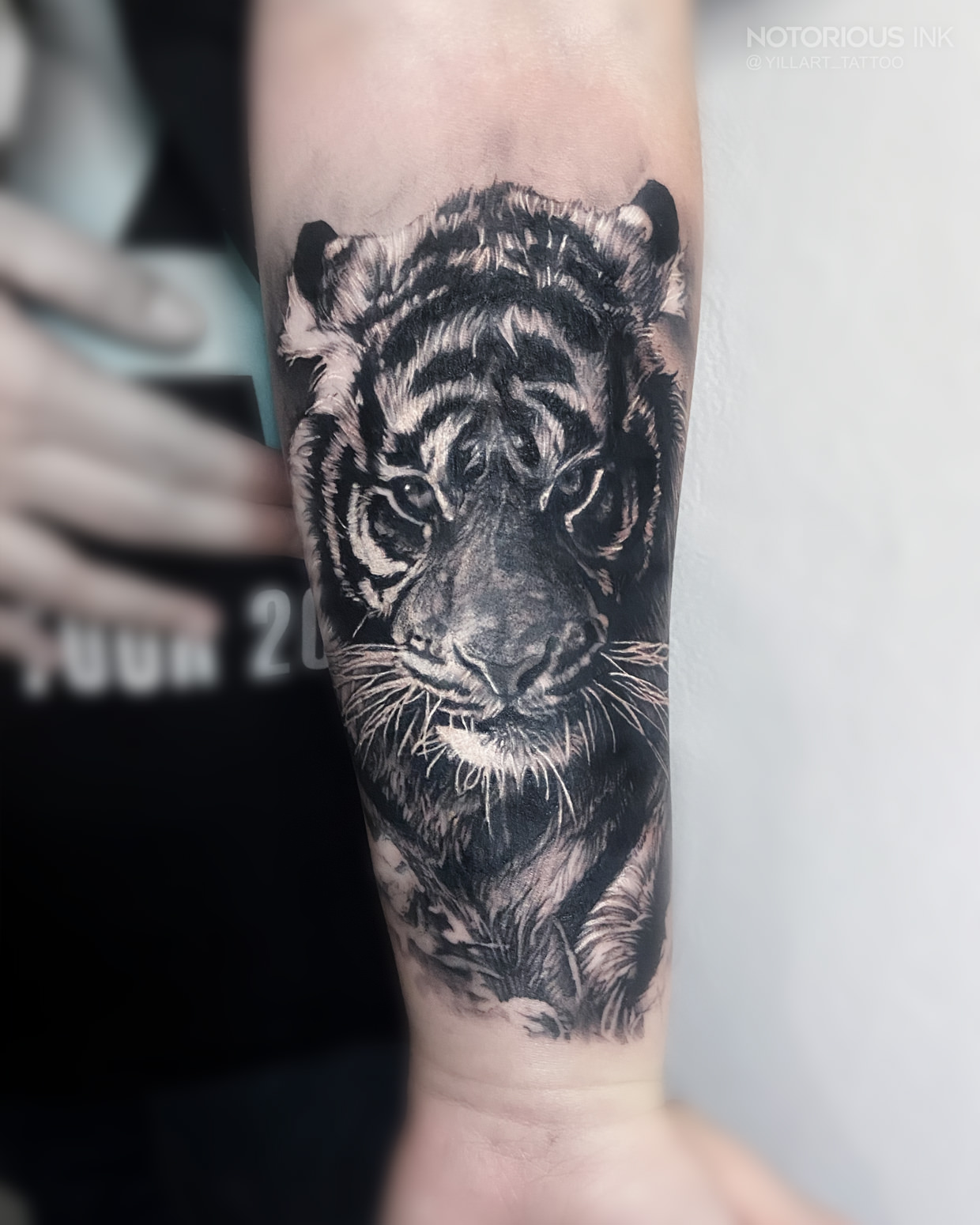 Tattoo Ulm Tiger Portrait auf dem Unterarm